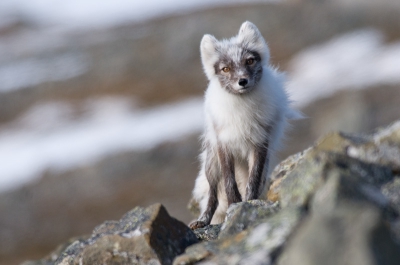 Deze poolvos sloop op zoek naar een prooi achter de rotsen langs en kwam nieuwsgierig even snel kijken. Daarna rende hij weer een stuk verder op veilige afstand.
