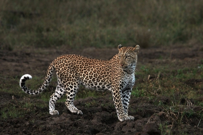 In het laatste daglicht van onze eerste dag in ht Krugerpark worden we plots verrast door een overstekend luipaard. Ze blijft even mooi staan om te poseren en verdwijnt dan snel weer in het hoge gras.