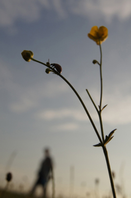 De foto is gemaakt op een zonnige dag met enkele wolken. Tijdstip is tegen zonsondergang.