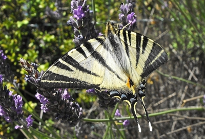 De bloeiende lavendel in de Cevenne trok heel wat vlinders aan, o.a. deze prachtige Koningspage.
Uit de hand genomen met een FinePix S1000fd