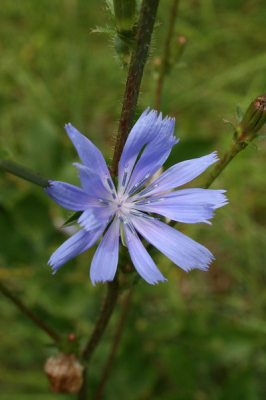 Ik was een wandeling aan het maken op de Muttersberg. Tijdens het wandelen kwam ik dit mooie bloemetje tegen en zette het op de foto met mijn CANON Eos 350d met dit resultaat