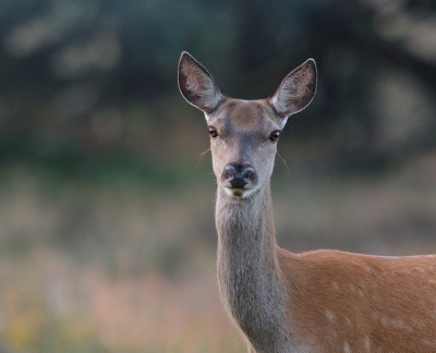 Wat een genot om 'sochtends om 6.00 uur de door het Deelerwoudt te struinen. Camera en telelens op de schouder en maar afwachten wat er op je pad komt.
Een roedel edelherten (kaalwild) had mij niet in de gaten en kwam in mijn richting om de dekking op te zoeken. Toen ze me in de gaten kregen hielden ze even stil en kon ik dit portret maken.