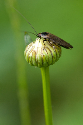 Vlak bij het huisje waar wij overnachten in Zweeds lapland was er een groot veld met bloemen. Ik kon mij er prima vermaken met de macrolens. Toch weer wat insekten gezien die ik in Nederland nog niet ben tegen gekomen.