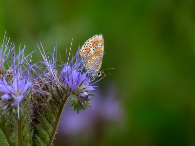 Vanavond op zoek om bijen te fotograferen, toen ik dit mooie vlindertje door de telescoop zag.
Ik hoor graag wat jullie er van vinden, en of ik de goede benaming te pakken heb.