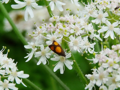 Esthetisch verantwoord motje, ong. 1 cm, dat rondscharrelt op de bereklauwen rond de parkeerplaats van het AzM.
Nog nooit gezien, kan het ook niet vinden in Thieme's insectengids of Tirions Nieuwe insectengids.
Kan iemand me helpen?
Beestje is te mooi om geen naam te hebben.