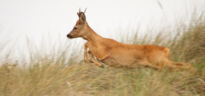 deze reebok kunnen fotograferen onder niet al te beste licht omstandigheden waardoor ik verplicht was mee te trekken. eigenlijk de eerste keer voor mij dat ik een ree dichtbij en ook nog is in actie fotografeer.
