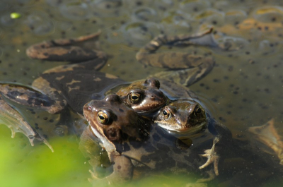 Op een zonnige zaterdagochtend vond ik in een zwaar verwaarloosde vijver 6 kikkers boven de kikkerdril, die zich warmden aan de zon en aan elkaar. Drie kikkers hielden een groepsknuffel.