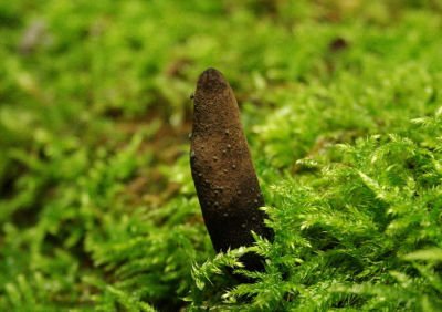 Bij een wandeling door de schlucht bij burs kwam ik deze mooie zwam tegen en ik heb er een foto van gemaakt met dit resultaat