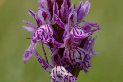 Bij zonnig weer en matige wind trof ik deze felgekleurde gevlekte orchis aan. Een close-up gemaakt.