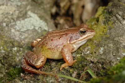 Na een regenbui brak de zon lichtjes door. Toen zag ik in het bos deze heikikker die rustig bleef zitten. Flits gebruikt om de schaduwen op te helderen, mijns inziens wel iets te fel gereflecteerd op sommige plekken.