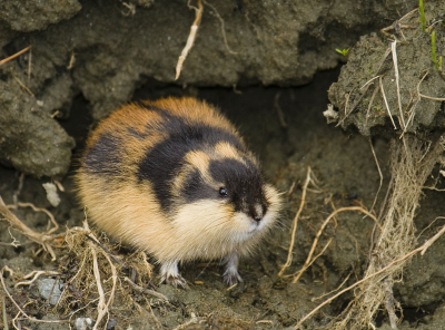 Net terug uit Noorwegen waar ik tijdens een wandeling deze prachtige berglemming heb kunnen vastleggen. Normaal zie je ze alleen snel de weg oversteken, maar deze bleef lekker zitten eten.