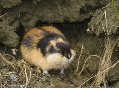 Net terug uit Noorwegen waar ik tijdens een wandeling deze prachtige berglemming heb kunnen vastleggen. Normaal zie je ze alleen snel de weg oversteken, maar deze bleef lekker zitten eten.