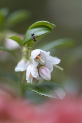 De foto is vanuit de hand genomen omdat het statief niet op de lokatie mogelijk was. De struik met besjes en bloemen groeide aan de bosrand op de sallandse heuvelrug.
Tijdens het fotograferen kwam er steeds een mier voorbij. Dit was de leukste bosbessenfoto met mier.
De naam van de bes was voor mij eerst een raadsel. Nu blijkt dat er verschillende benamingen voor bestaan. Rode bosbes of vossenbes in het nederlands. Lingonberry, Cowberry, Foxberry, mountain cranberry of rock cranberry in het engels.