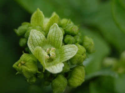 De helder groene kleur van de plant, met de frisse groenwitte kleur van de bloem, vind ik erg mooi.