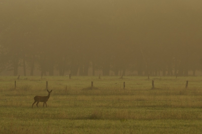 opkomende zon met tegenlicht en nevel en dan zo'n mooie reegeit in het landschap is een goed begin van een mooie dag