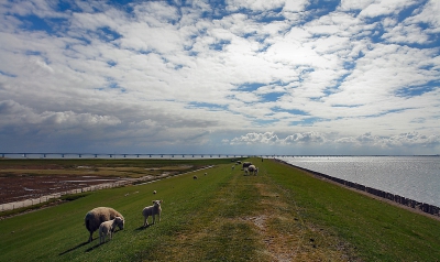 Tegenlichtopname. In de verte is vaag de Zeelandbrug te zien. In het voorjaar lopen er veel schapen met lammeren op de zeedijk.
