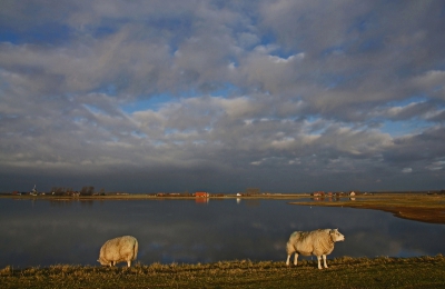 Foto genomen vanaf de Inlaagdijk die langs dit waterrijke natuurgebied loopt.  Schapen staan in het laatste zonlicht van de dag.. Met name voor de kustvogels is dit gebied van groot belang.