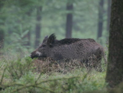 Canon 300D sigma 170-500mm Liep samen met een keiler en 1 big.