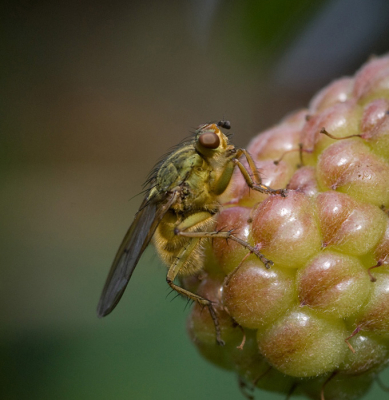 De bramen in de omgeving blijken veel diverse insekten te trekken. Leuk om een tijdje bij te zitten met de camera.