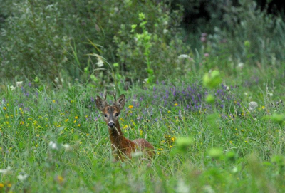 Deze bok nam niet deel aan het bronstgebeuren maar verkoos een rijkgevuld kruidentuin , of zeg maar bloementuin.
