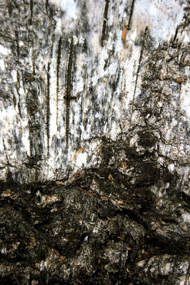 Deze berk ligt al jaren weg te rotten en de bast wordt alleen maar fraaier. Deze uitsnede leent zich voor een staand formaat.