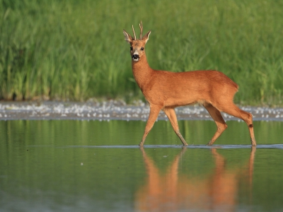 Verkoeling in het water

Niet alleen mensen zoeken de verkoeling in het water op, deze Reebok was lekker aan het pootje baden.
Deze vrij unieke foto heb ik gisteren gemaakt in de Amerongse Bovenpolder. Geen bewerkingen toegepast dan alleen het bestand omgezet van RAW naar JPG en het verkleind naar 800 x 600 (290 kb)