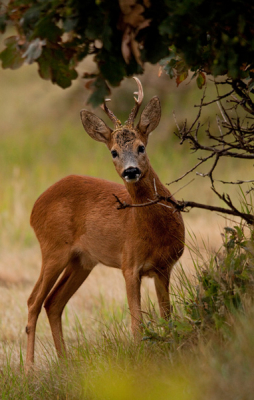 deze reebok stond opeens om de hoek. dan heb je het geluk dat je een zoomlens heb en hem snel terug kan draaien in dit geval naar 340 mm. een paar fotos kunnen maken todat hij weg liep de begroeing in.
