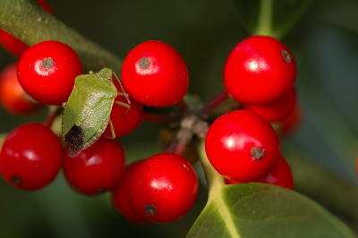 Een mooi nazomerzonnetje  zag ik op deze hulst schijnen. Toen ik dichterbij kwam zag ik de groene wants (Palomena prasina) zitten. Vond het toen wel een leuk beeld voor een kerstkaart...