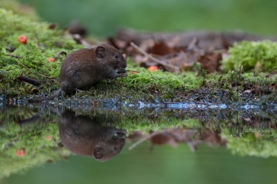 Vanuit de schuilhut met de bedoeling vogels te fotograferen kwam deze onverwachte gast langs