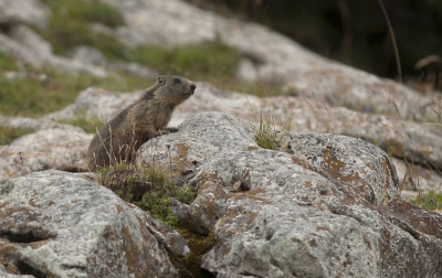 Gisteren tijdens een wandeling in de prachtige  Vercors een leuke ontmoeting gehad met een aantal alpenmarmotten, als je voorzichtig bent zijn ze goed te benaderen. Erg leuke beestjes om zo in het wild tegen te komen.
