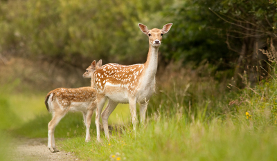 Moeder en kind sonden verscholen in de graskant waar ik ook snel in ging lichen omdat ik mijn camera nog niet bij de hand had. even later kwamen ze eerst moeder en later kind nieuwschierig kijken naar dat geval apart in de graskant.