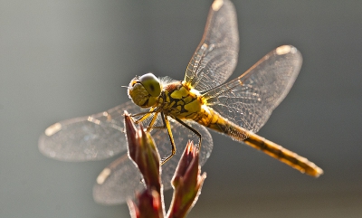 Deze steenrode heidelibel was neergestreken in de achtertuin en ging mooi poseren op een takje. Geschoten vanuit de hand met sigma 180mm.