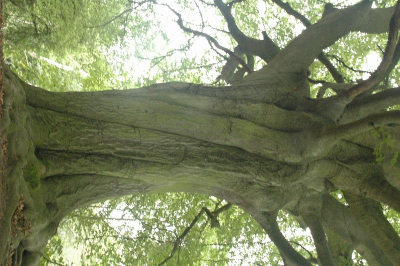 bewolkt weer, camera op grond geplaatst naar boven gericht, spotfocus op stam