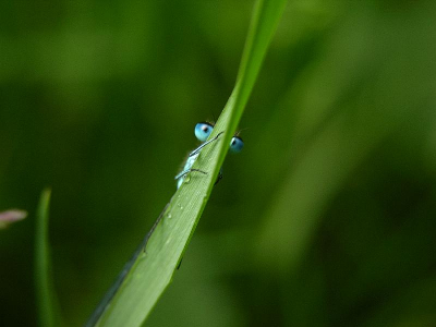 Op een wat vochtige dag besloot ik mijn camera uit te proberen op variabele waterjuffers.

Deze zat in het gras en had niet zo'n zin in de foto. Als een typische juffer draaide hij daarom naar de andere kant van de grasspriet en gluurde er langsheen naar mij toe. Dat was eigenlijk niet mijn bedoeling en min of meer bij toeval kwam deze foto eruit... 

Ik had hem liever wat scherper op de ogen gehad, maar toch ben ik hier helemaal niet ontevreden over. Als ik van plan was geweest deze plaat te maken, was hij er vast niet zo uitgekomen.

Ik heb hem een heel klein beetje verscherpt, verder niks aan gedaan. Ben benieuwd of jullie nog tips hebben om hem eventueel nog wat te verbeteren.