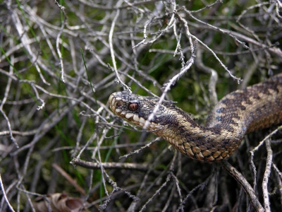 Tijdens een ravon-excursie op de Wolfhezerheid liet deze adder zich mooi bekijken. Hij zit wel wat tussen de takjes, maar ja, daar zat ie nu eenmaal. Niet verplaatst, alleen gefotografeerd. Was een tikje aan de lichte kant, dus heb hem een klein beetje donkerder gemaakt.