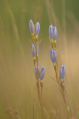 Van de week werd ik door de schaapsherder getipt dat er Klokjesgentianen bloeiden. Vandaag kreeg ik de mogelijkheid om op dit afgesloten stuk te fotograferen en zo dus deze schoonheid op de foto te zetten.
Veel kunnen experimenteren, maar nog steeds veel te wensen, hopelijk kan ik er nog eens naartoe.