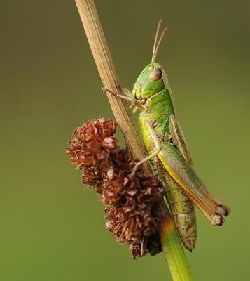 Je ziet ze overal springen maar ze mooi fotograferen op een leuke plek blijft lastig, ook het op naam brengen is bij sprinkhanen altijd een flinke klus. Op geluid is het makkelijkste. Deze werkte gelukkig wel mee.