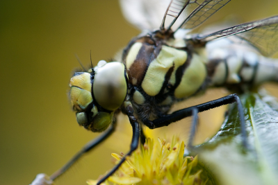 In een vijver bij de Hunsruck trof ik enkele glazenmakers aan. Deze was net uitgeslopen.