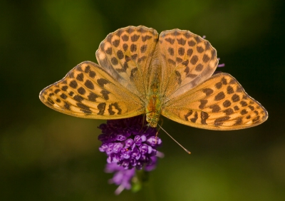 Onderweg naar het zuiden van Zweden even gestopt bij een natuurreservaat om wat te eten. Hadden nog maar net de auto verlaten, roept mijn moeder; Wat een mooie vlinder zit hier. Kon van veraf al zien dat het om een keizermantel ging. Gelukkig bleek hij een redelijk tijd zitten totdat er een tweede bij kwam.