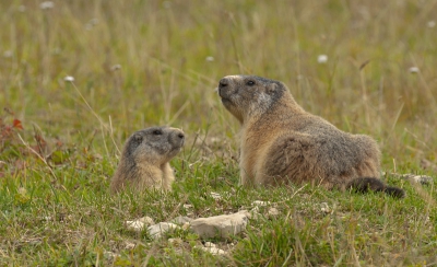 Ditmaal met de 500mm teruggegaan naar de vercors om de alpenmarmotten te fotograferen. Een leuke middag gehad met deze prachtige dieren die zich met een beetje geduld goed laten zien. deze twee zaten rustig om zich heen te kijken vlakbij hun hol.
