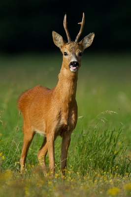 Ik zag deze bok op me af komen, ben ik het gras gaan liggen en kon hem vervolgens op een afstand van 25 meter fotograferen. Hij gaf me een mooie reeks opnames. Vanuit de hand genomen.