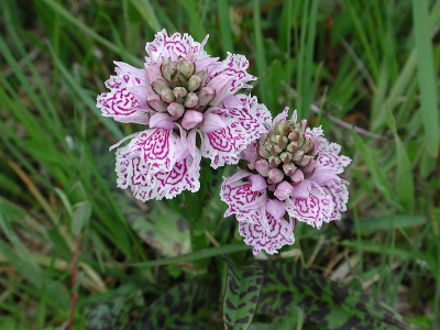 <i class='fa fa-user'></i> Peter van der Wijst | Gevlekte Orchis  <i class='fa fa-eye'> 459</i>   <i class='fa fa-comment-o'> 10</i>