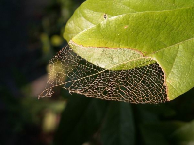 <i class='fa fa-user'></i>&nbsp;jannie&nbsp;| Magnolia&nbsp; <i class='fa fa-eye'>&nbsp;126</i> &nbsp; <i class='fa fa-comment-o'>&nbsp;2</i>