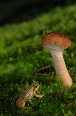 Na een regenbui sprongen er langs de bosrand tientallen jonge heikikkertjes rond. Meerdere opnames gemaakt, waarvan ik deze de beste vind omdat de heikikker evenwichtig in compositie staat met de paddenstoel.