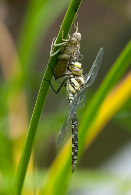 deze glazenmaker is zojuist uitgeslopen  en is zijn vleugels nog aan het drogen. hij/zij zit nog bij het larvenhuidje