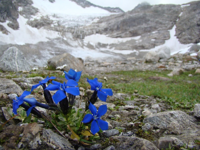 Op behoorlijke hoogte, ongeveer 2400 meter, nabij gletscher. Weet niet zeker of de soortnaam juist is.