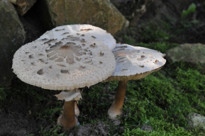 Op statief in de ochtend met zonneschijn door de bomen, zie voor de rest exit bestand.
