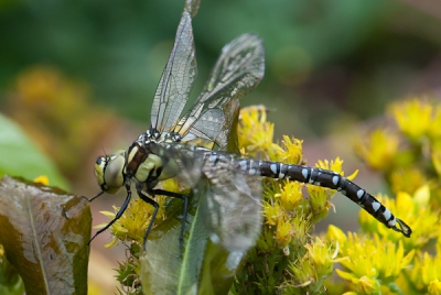 bij een vijver kwamen een aantal  libellen uit de larven. Deze was minder gelukkig en zijn vleugel bleef gedraaid zitten waardoor hij niet zal kunnen vliegen. Kennelijk tijdens het drogen door het riet beschadigd dat door de wind tegen de vleugels aankwam