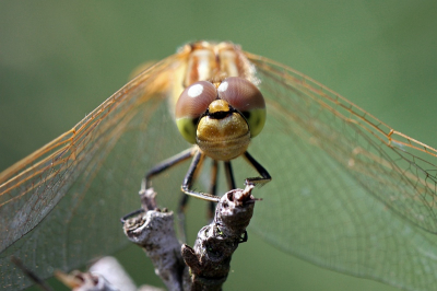 Mijn tweede foto op np, weer een libel. Ik heb totaal geen verstand van libellen, dus ik hoop dat ik de naam goed heb. In ieder geval zat ie rustig op een takje en kon ik 'm van alle kanten fotograferen. Zo frontaal ziet ie er best schattig uit, toch? :)