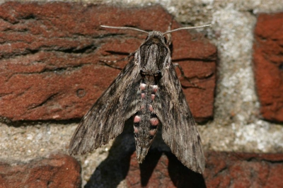 Kan iemand mij helpen,deze vlinder zat in de tuin maar ik weet niet wat voor een soort het is.
Gr Arian